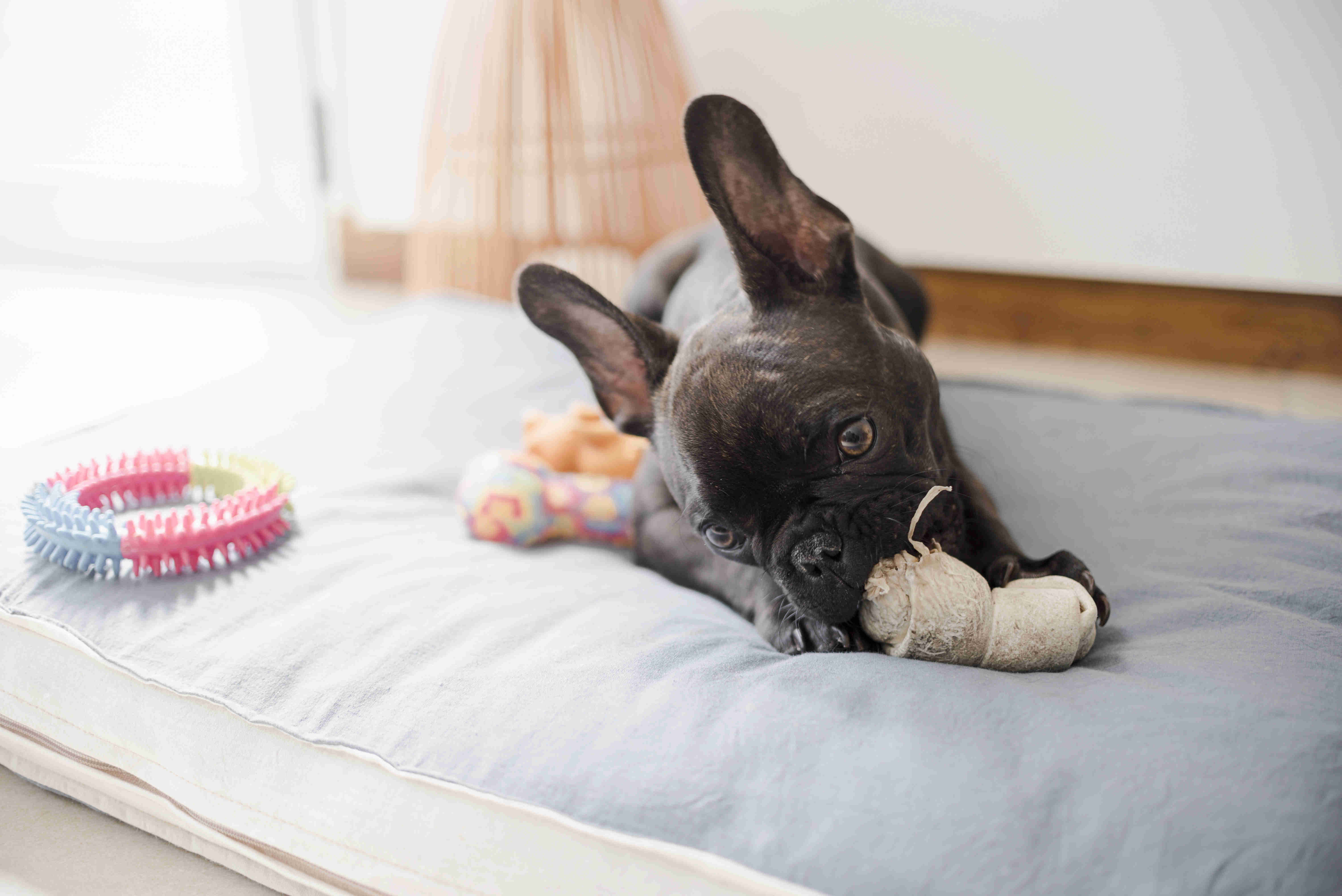 Dig No More: Effective Ways to Discourage Your French Bulldog Puppy from Digging